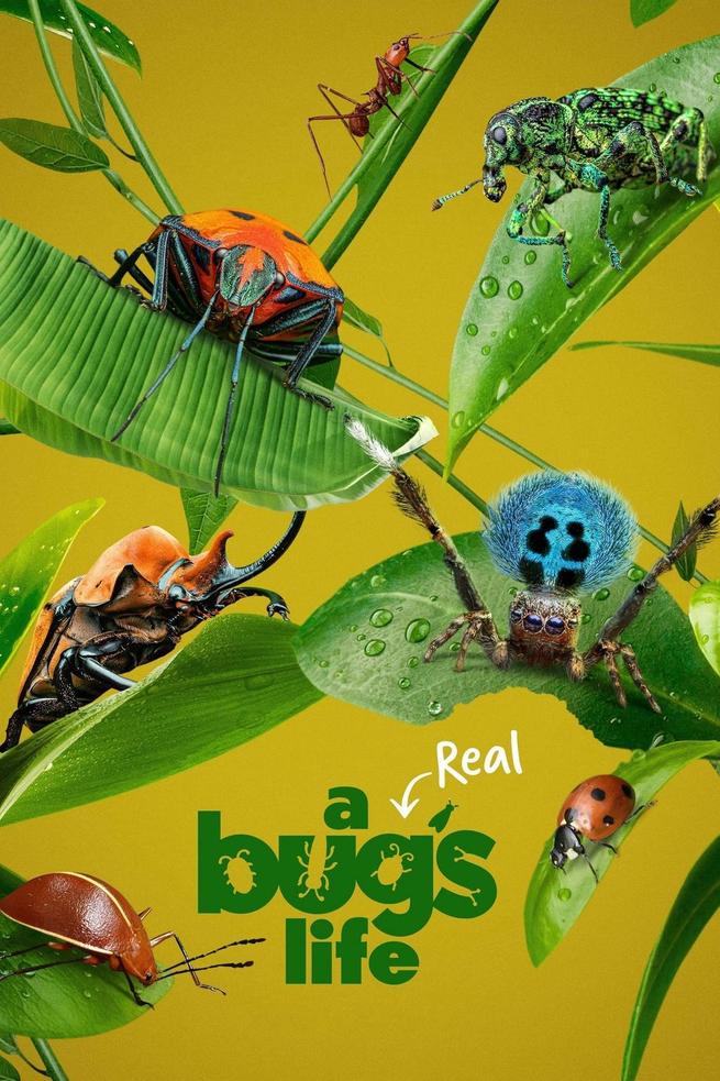 A Real Bug's Life 