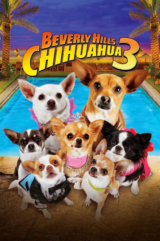 Những Chú Chó Chihuahua 3 