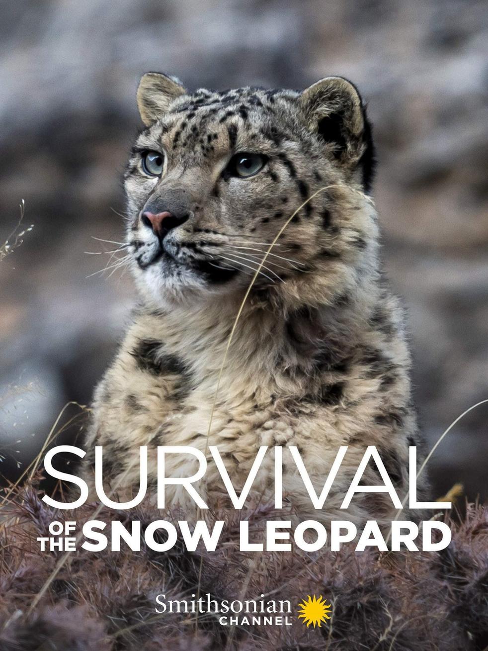 Survival Of The Snow Leopard 